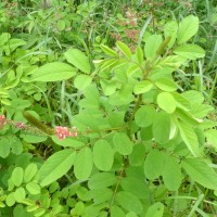 Indigofera hirsuta L.
